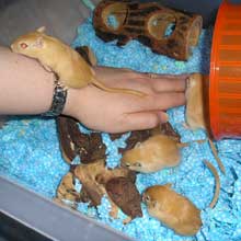 Mettez votre main dans la cage pour qu'elles s'habituent � votre pr�sence