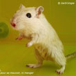 Gerbille � la patte tombante