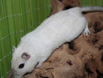 LCP Nutmeg (Muscade gantée claire)