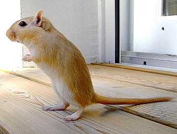 Argente Golden (Cannelle)