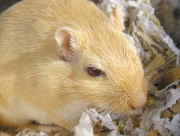 Argente Cream (Blonde)