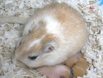 Light Nutmeg (Muscade claire)