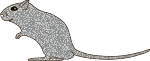 Aspect schématique du gerbille de type Silver Nutmeg (Muscade grise)