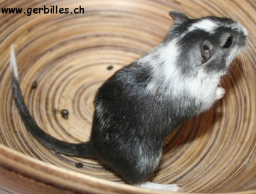 Collared (Panachée)