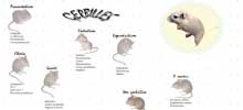 Bienvenue chez les gerbilles