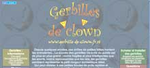 Gerbilles de clown