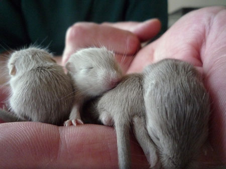 petit tas de gerbilles :)