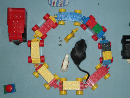 Western : le cercle de chariots