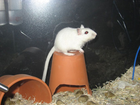 Sur un pot perché...