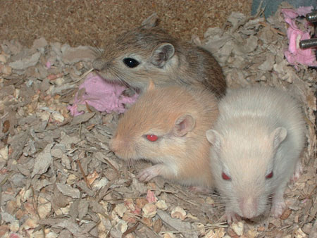 Trio de gerbilles