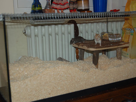 la maison de mes gerbilles