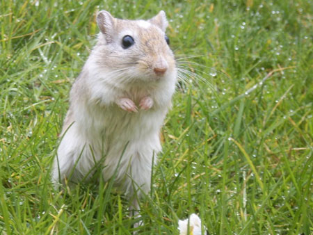 La gerbille est dans le pré