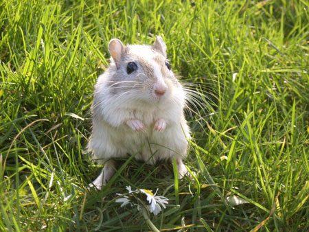 Une souris verte....