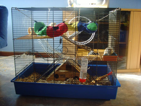 La maison de Biscotte et Noisette