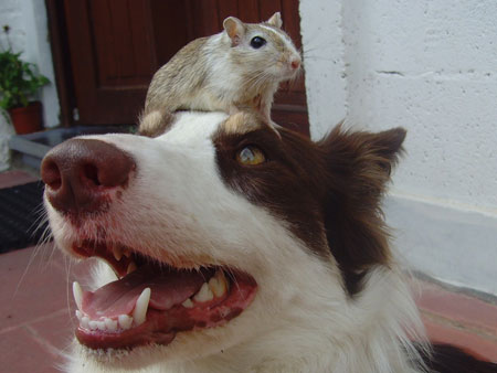 Mais où est passé ce chien ?