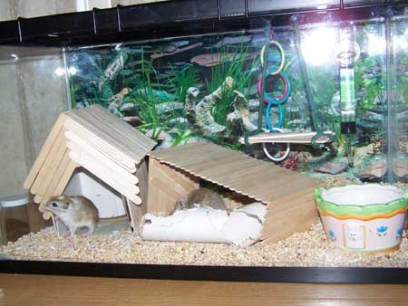 Bricolage en popsicle